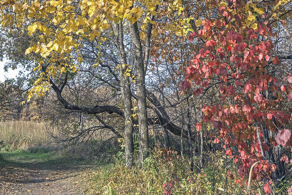 Beaudry Park 2