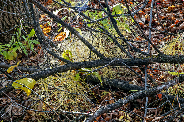 Beaudry Park 4