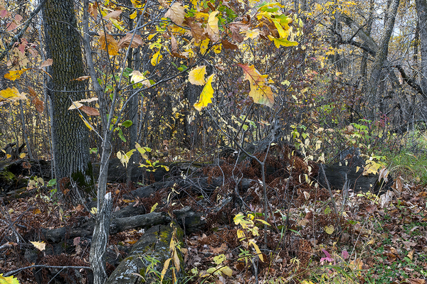 Beaudry Park 11