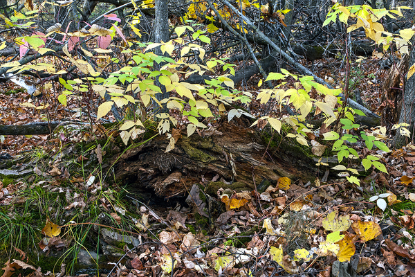 Beaudry Park 13