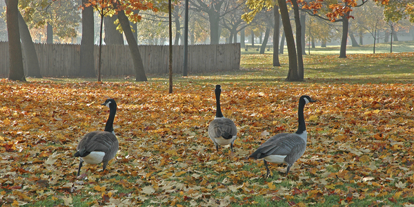 Dundurn Park 1