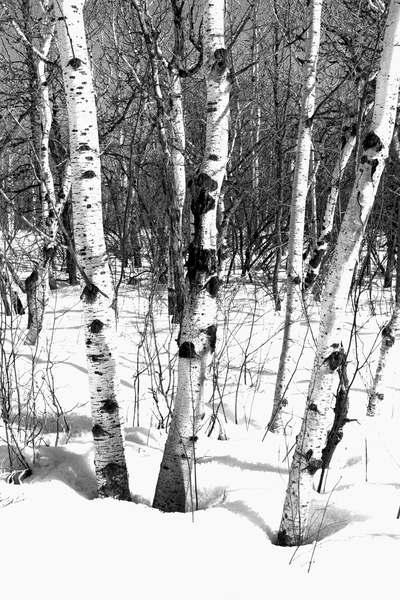 Fort Whyte Alive 1