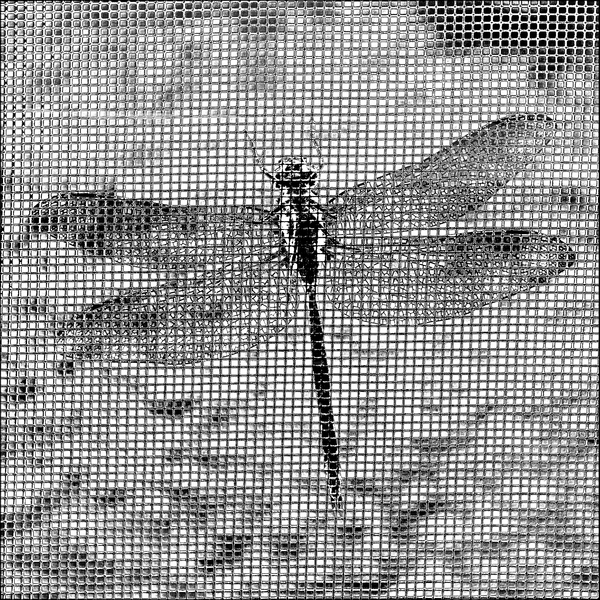 On My Window